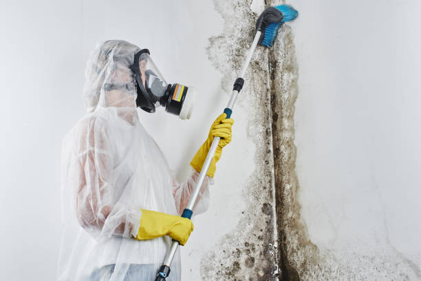 Mold Documentation for Insurance Claims in North Lindenhurst, NY