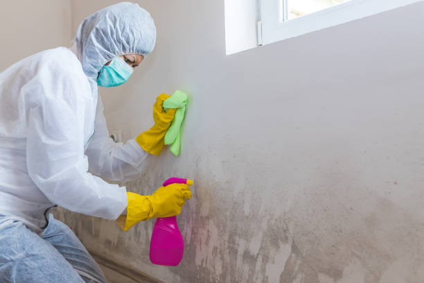 Reliable North Lindenhurst, NY Mold Inspection Solutions